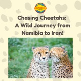 Chasing Cheetahs: A Wild Journey from Namibia to Iran!