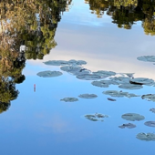 Coarse angling in Victoria, Australia