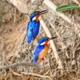 The Kingfisher and the Halcyon Days