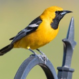 The Skatebirder