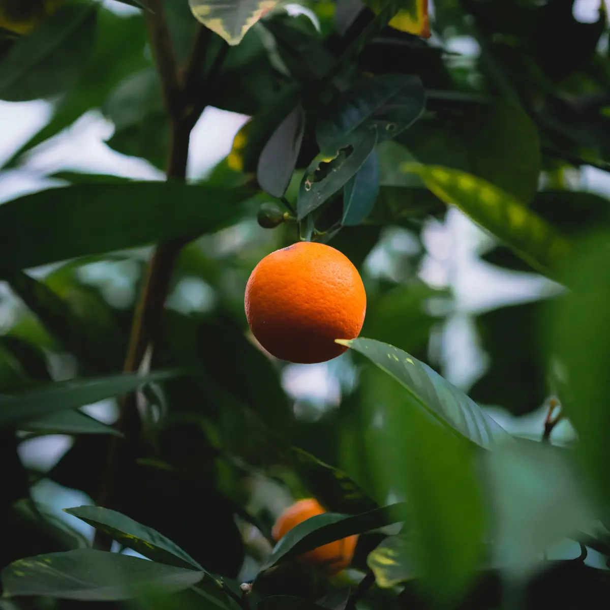 E9 PoW vs PoS ：冰与火之歌‑ 橙皮书‑ Apple Podcasts