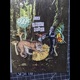 The Feral Tarot