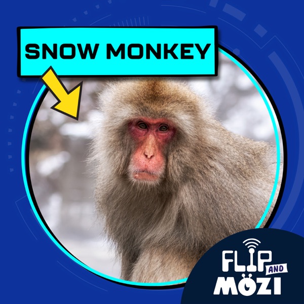 Snow Monkey photo