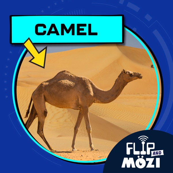 Camel photo