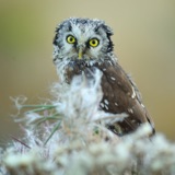 In the Dark with Boreal Owls