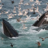 The Link Between Whales, Seabirds, and a Tiny Fish