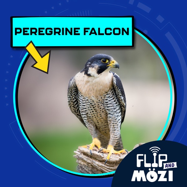Peregrine Falcon (9/11/25) photo