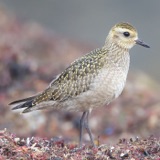 For Shorebirds, Summer Ends Early