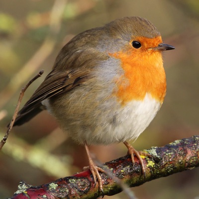 Life Through Feathers