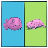 Blobfish vs. Naked Mole Rat: a wild debate