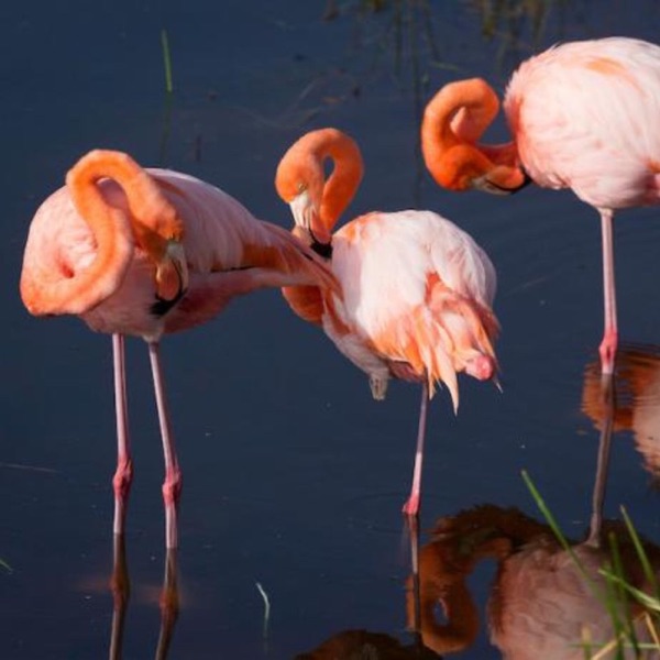 Just What Are Flamingos? photo