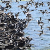 A Marsh With More Than One Purpose