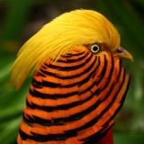 The Firebird’s Bright Outfit