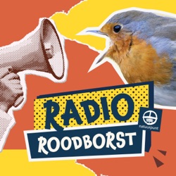 Radio Roodborst