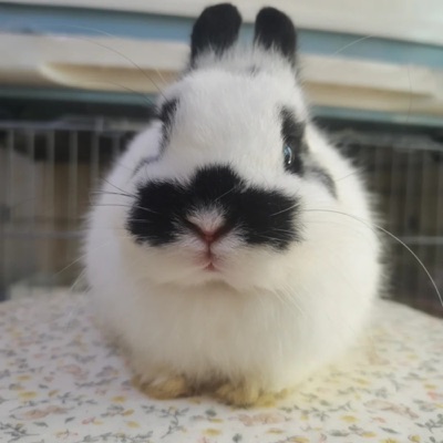 美食【笑不活了】穿成熊猫带领部落种田基建|竹笼寒水