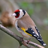 Vivaldi's Goldfinch