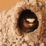 How Cliff Swallows Build a Nest