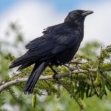 As the Crowe Flies