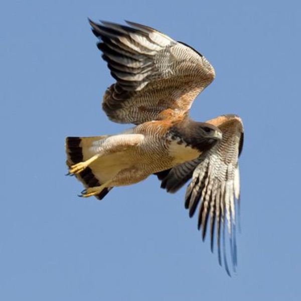 White-tailed Hawks on the Texas Coastal Plain photo
