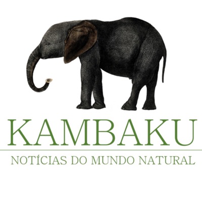 Kambaku Podcast