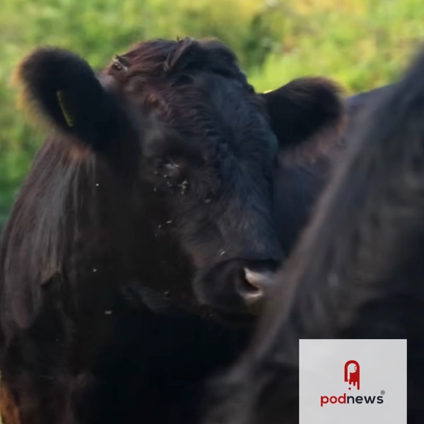 No bull: Lower Street launches video production service photo