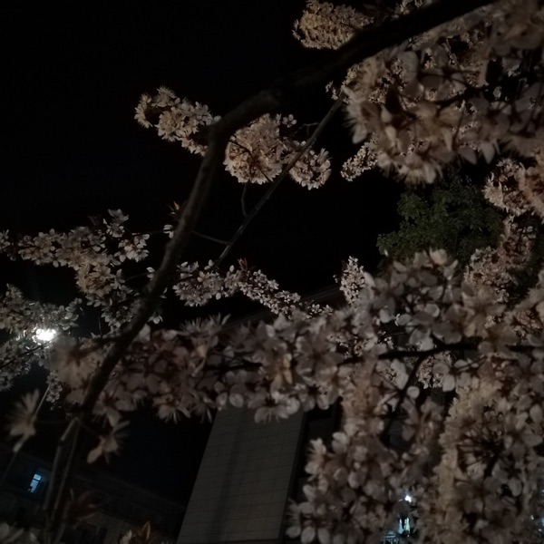 司司的小窝