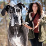 Can we ever know our dogs?