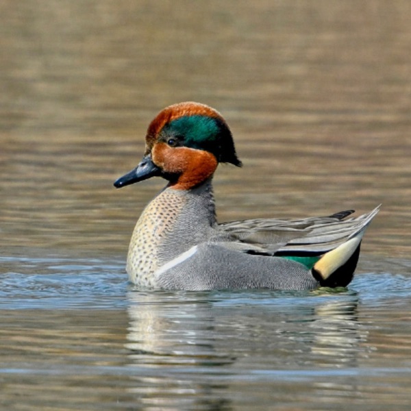 Green-winged Teal by the Millions photo