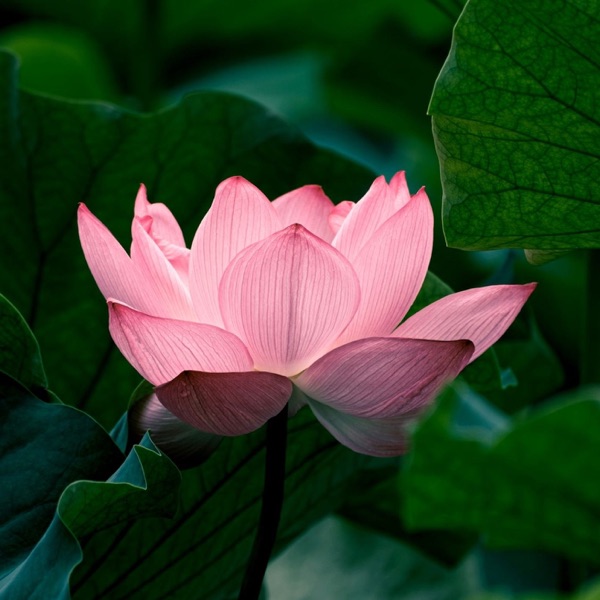 Mindful Spot