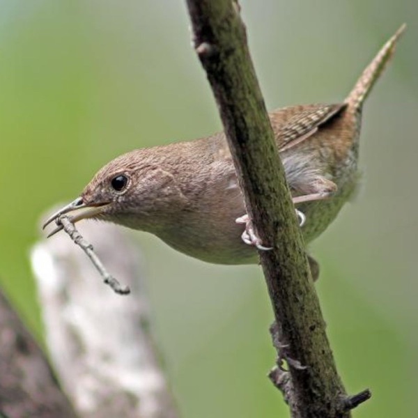 House Wrens and Dummy Nests photo