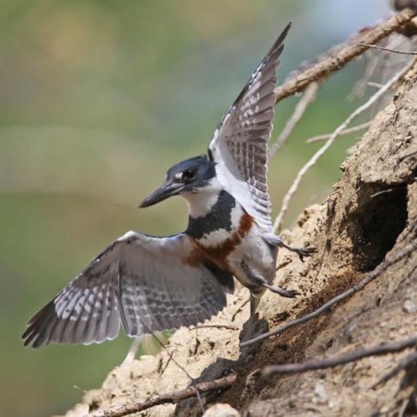 Burrowing Belted Kingfisher photo