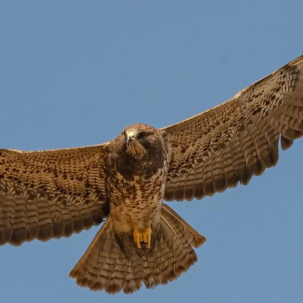 Swainson's Hawks Migrate South photo