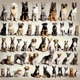 100 Famous Pets