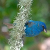 High Island – Migration on the Gulf