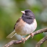 Bird Scent: It's All About the Bacteria