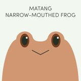 Matang Narrow-Mouthed Frog | Week of May 8th