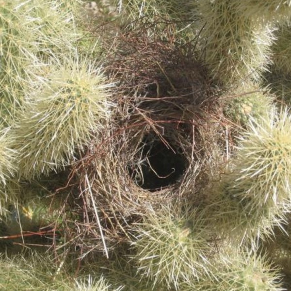 Cactus Wren Nest Orientation photo