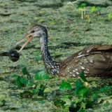 Limpkin - Bird of the Swamp