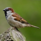 Migration Stories: The House Sparrow
