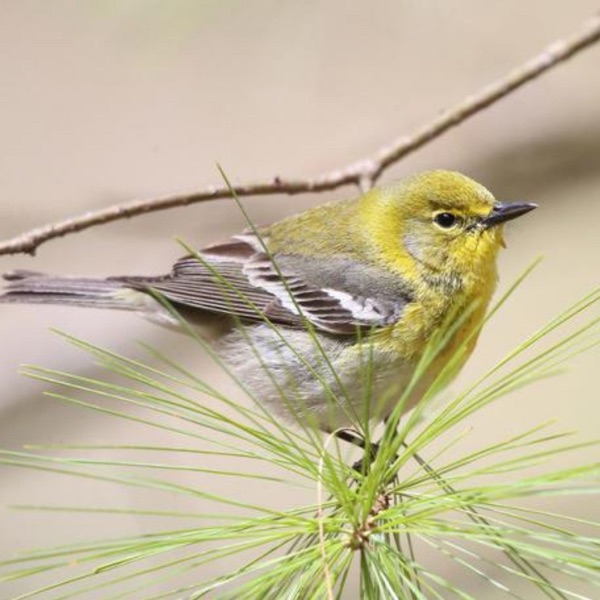 The Warbler That Loves Pines photo