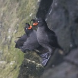 Crested Auklets Entice Their Mates with Scent
