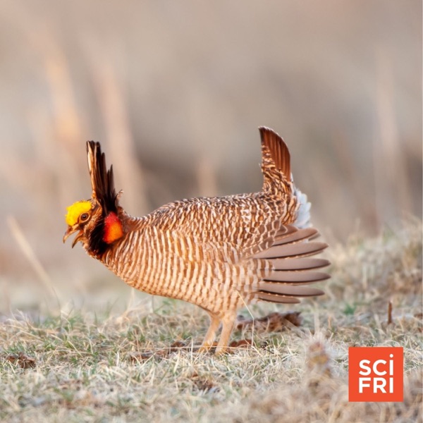 Lesser Prairie Chicken May Lose Endangered Species Status photo