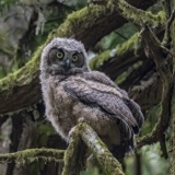 How Nestlings Leave the Nest