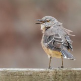 Mockingbirds Mimic Frogs