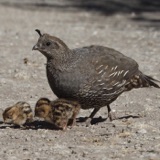 California Quail, Up and Running
