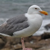 American Herring Gull