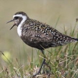 American Golden-Plover Lays Claim to the Tundra