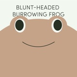 Blunt-Headed Burrowing Frog | Week of April 24th