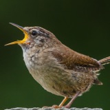 International Dawn Chorus Day
