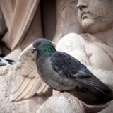 Celebrating City Birds